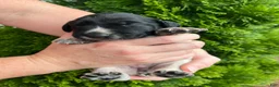 German Shorthaired Pointer dogs for sale: German Shorthaired Pointer (FEMALE C) - Ad 5