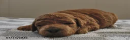 Mini Goldendoodle dogs for sale: Bella   - Ad 3