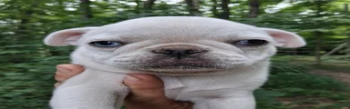 Kasper