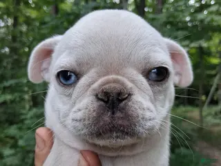Pug dogs Kasper - Ad 4