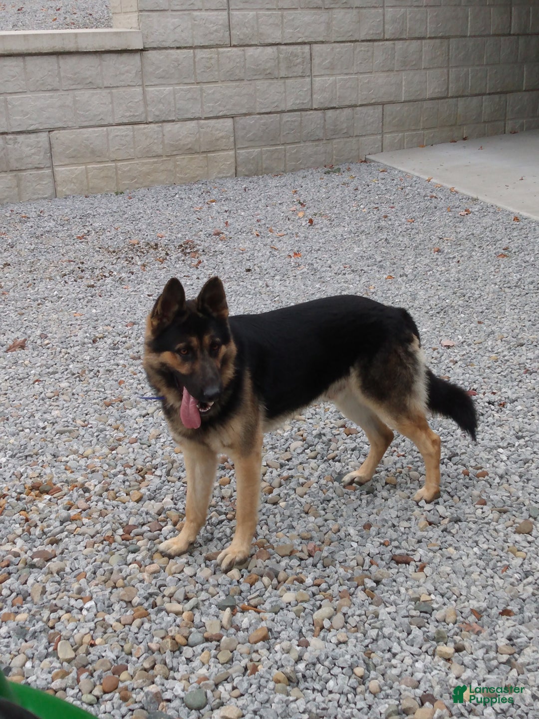German Shepherd dogs for sale: Lilly - Ad 6