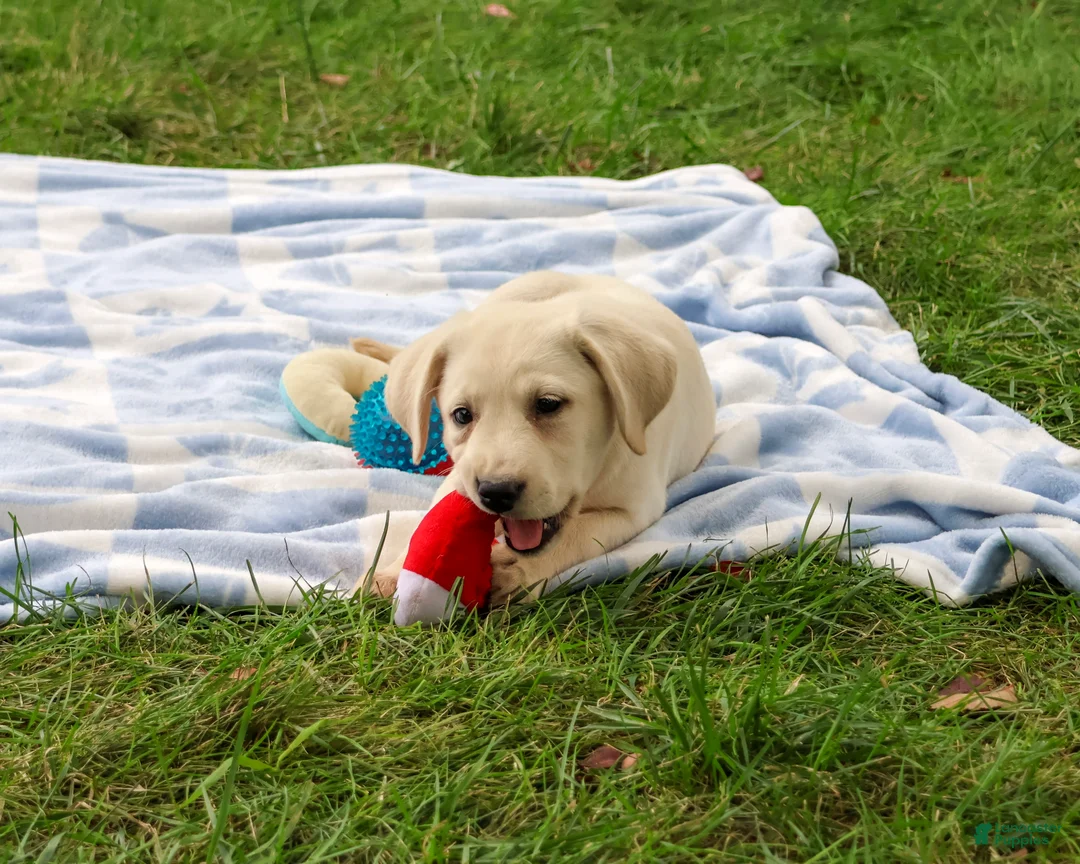 Labrador Retriever dogs for sale: Randy - Ad 2