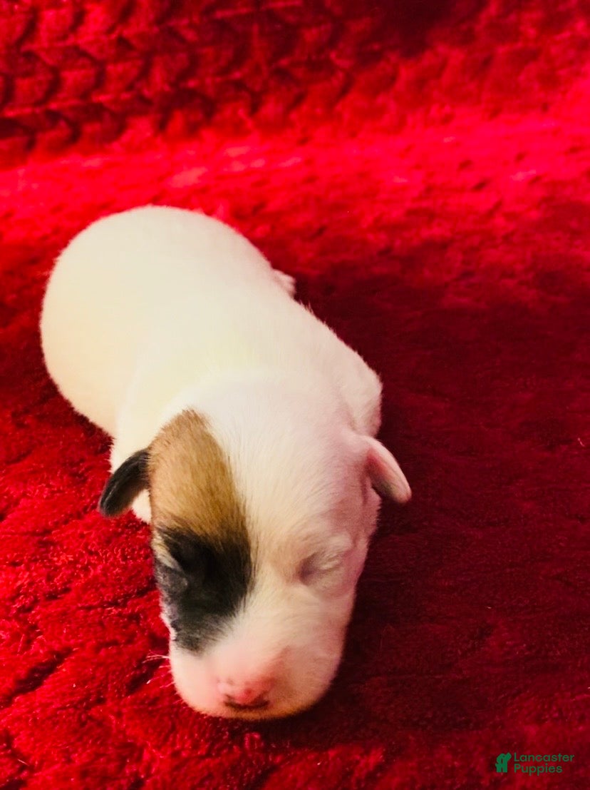 Jack Russell Terrier dogs Jack Russell Terrier Puppy 1 - Ad 2