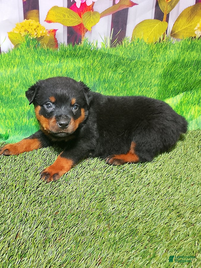 Rottweiler dogs Mason - Ad 1