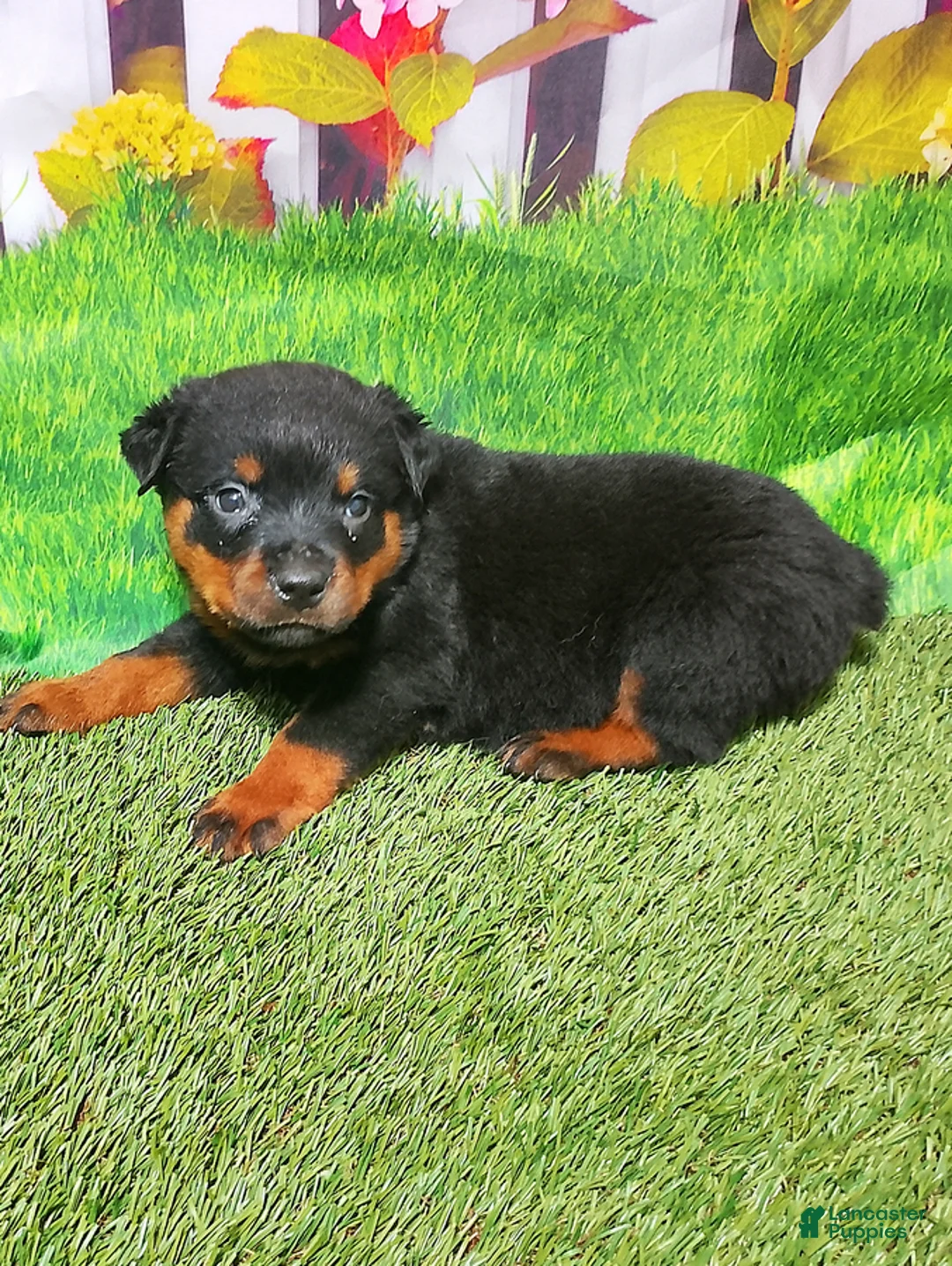 Rottweiler dogs for sale: Mason - Ad 1