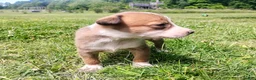 Mixed Breed dogs for sale: Mixed Breed Puppy 7 - Ad 2