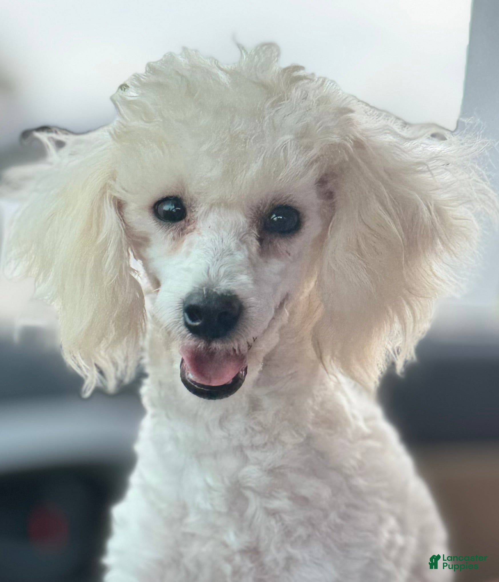 Toy Poodle dogs Oyster 7.1lbs - Ad 40