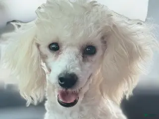 Toy Poodle dogs Oyster 7.1lbs - Ad 40