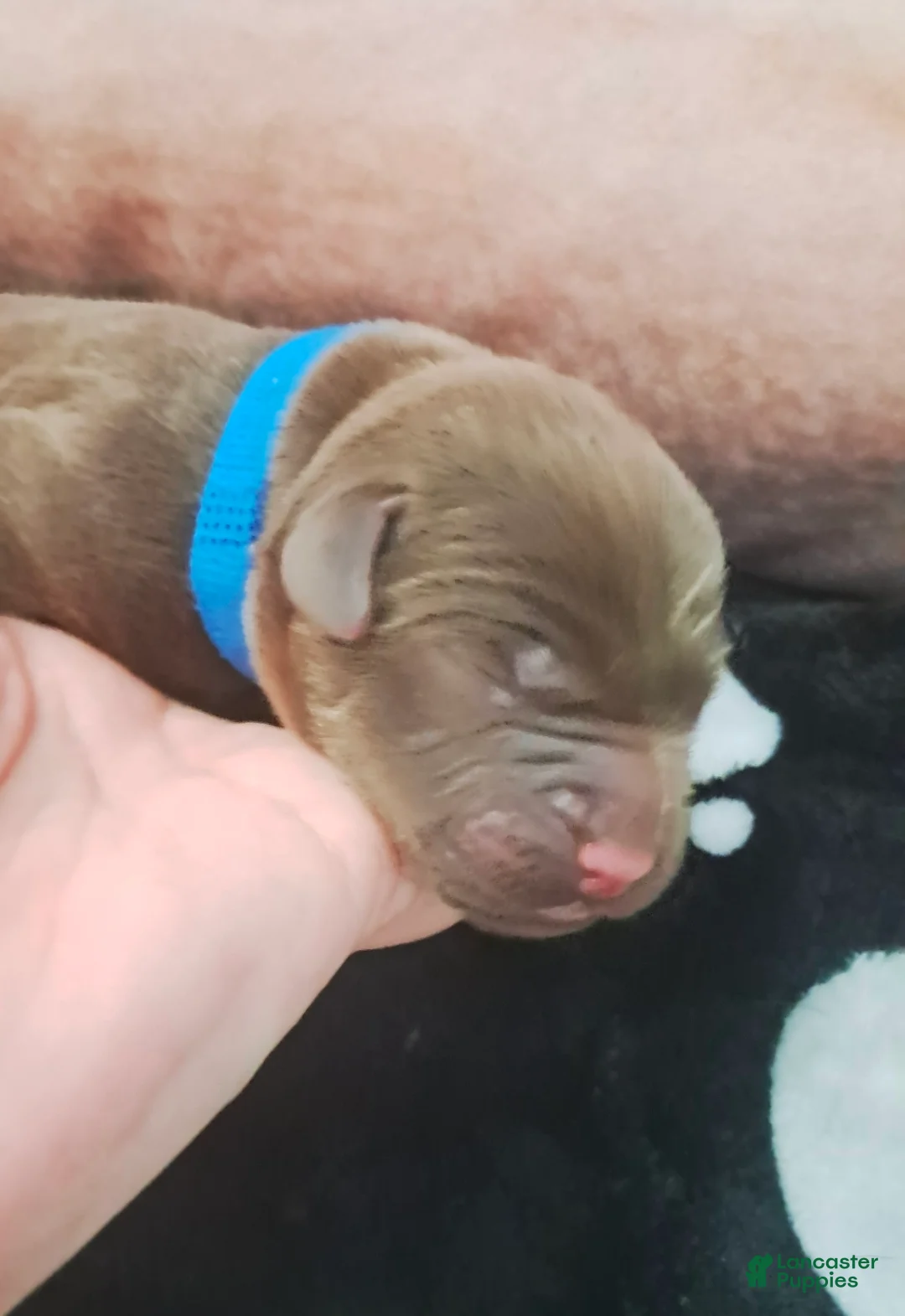 Labrador Retriever dogs for sale: Labrador Retriever 8 - Ad 1
