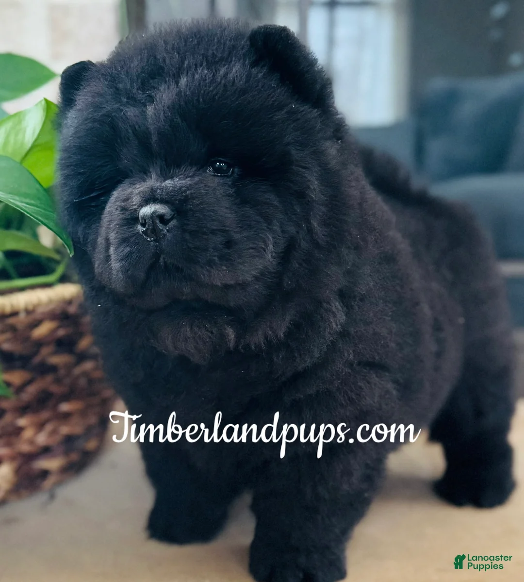 Chow Chow dogs for sale: Chow Chow Puppy 2 - Ad 2