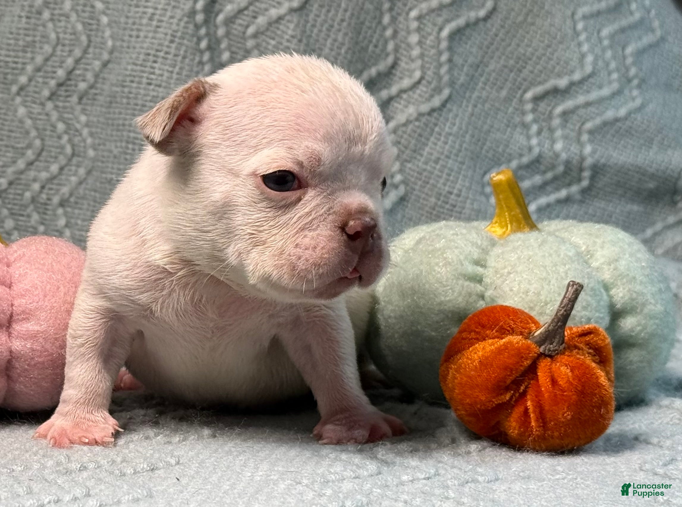 American Bully dogs for sale: Chocolate Male  - Ad 1