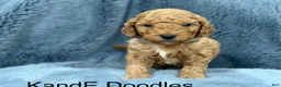 Mini Goldendoodle dogs for sale: Mini Goldendoodle (Archie) - Ad 13