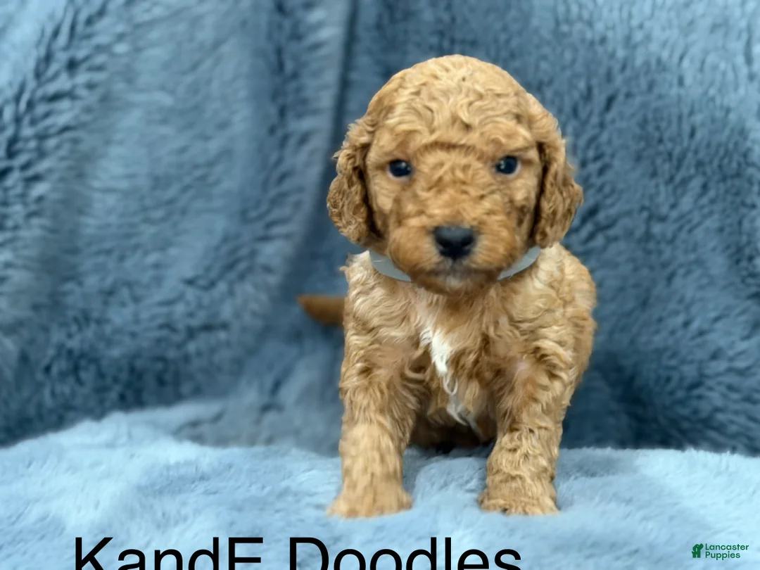 Mini Goldendoodle dogs for sale: Mini Goldendoodle (Archie) - Ad 13