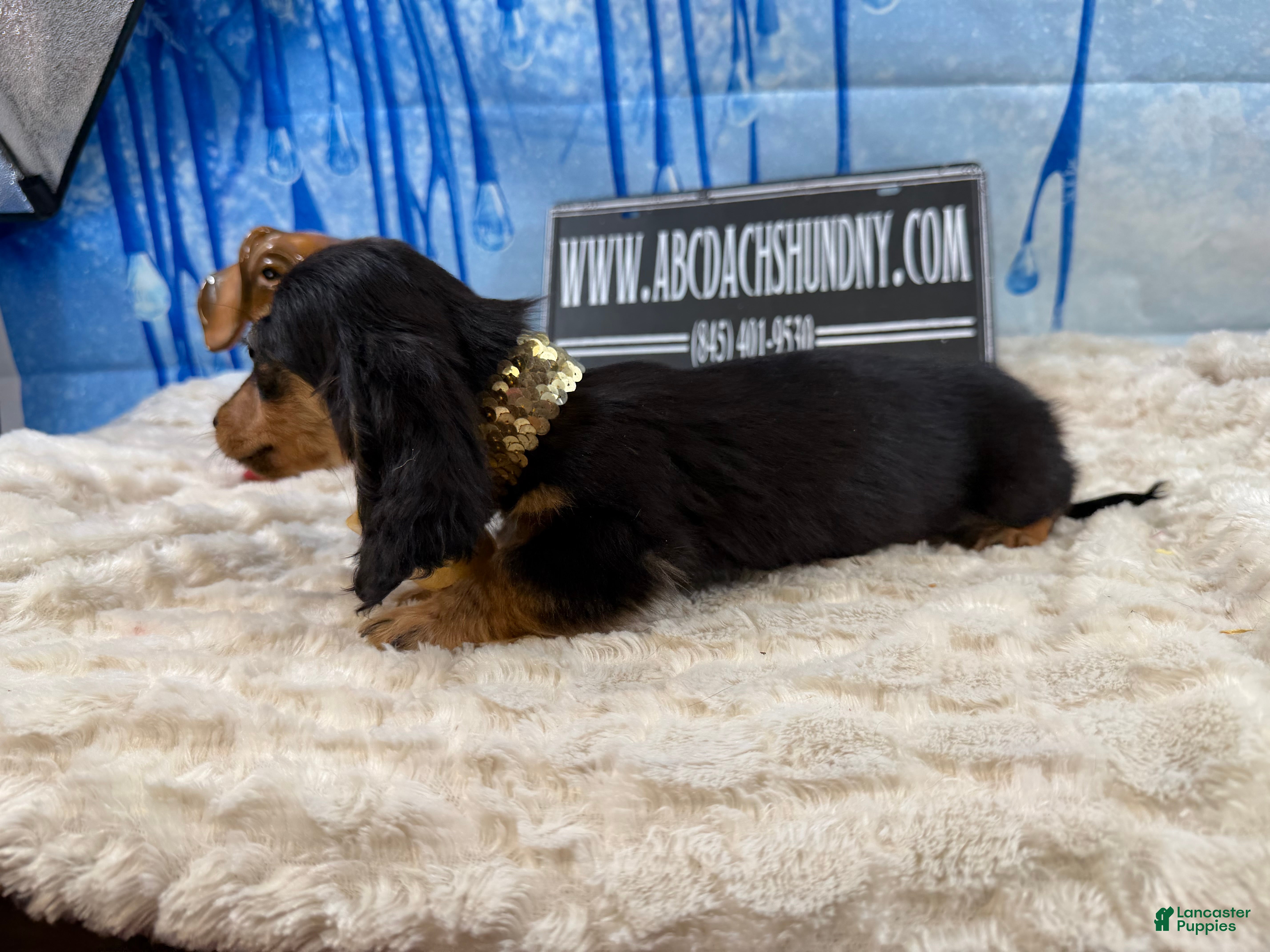 Miniature Dachshund dogs Ready 4 holidays - Ad 11