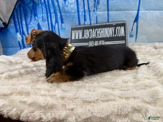 Miniature Dachshund dogs Ready 4 holidays - Ad 11