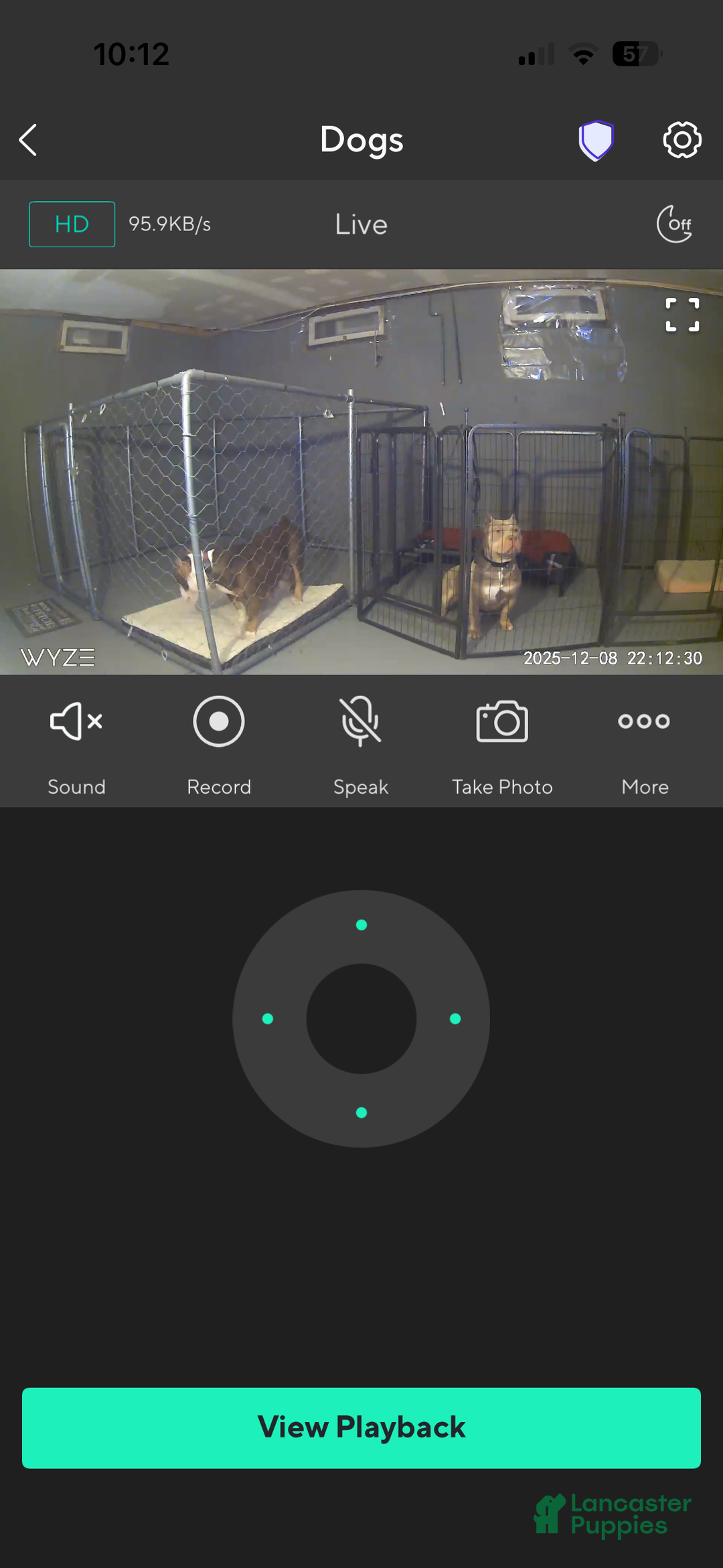 American Bully dogs for sale: Milli - Ad 31