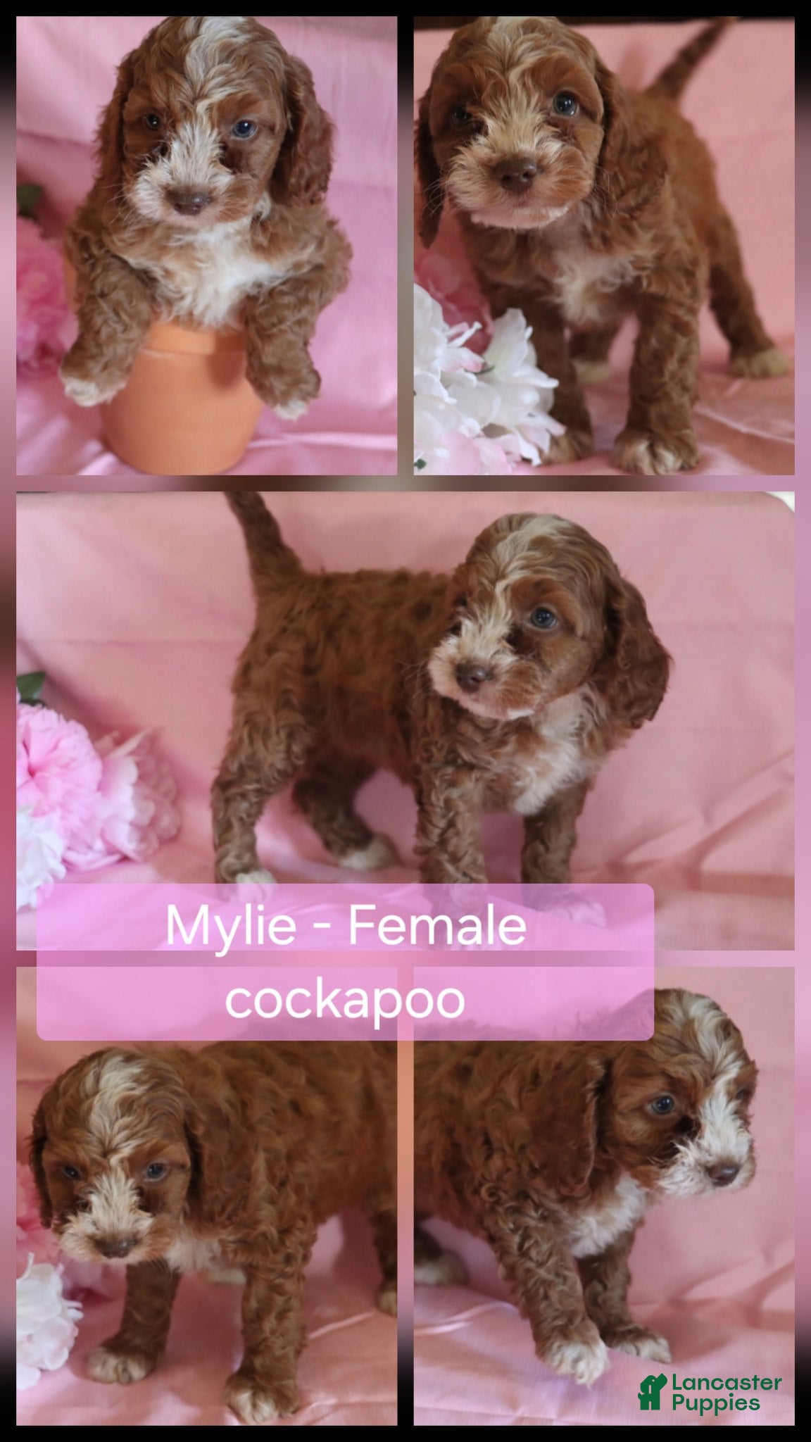 Cockapoo dogs Mylie - Ad 1