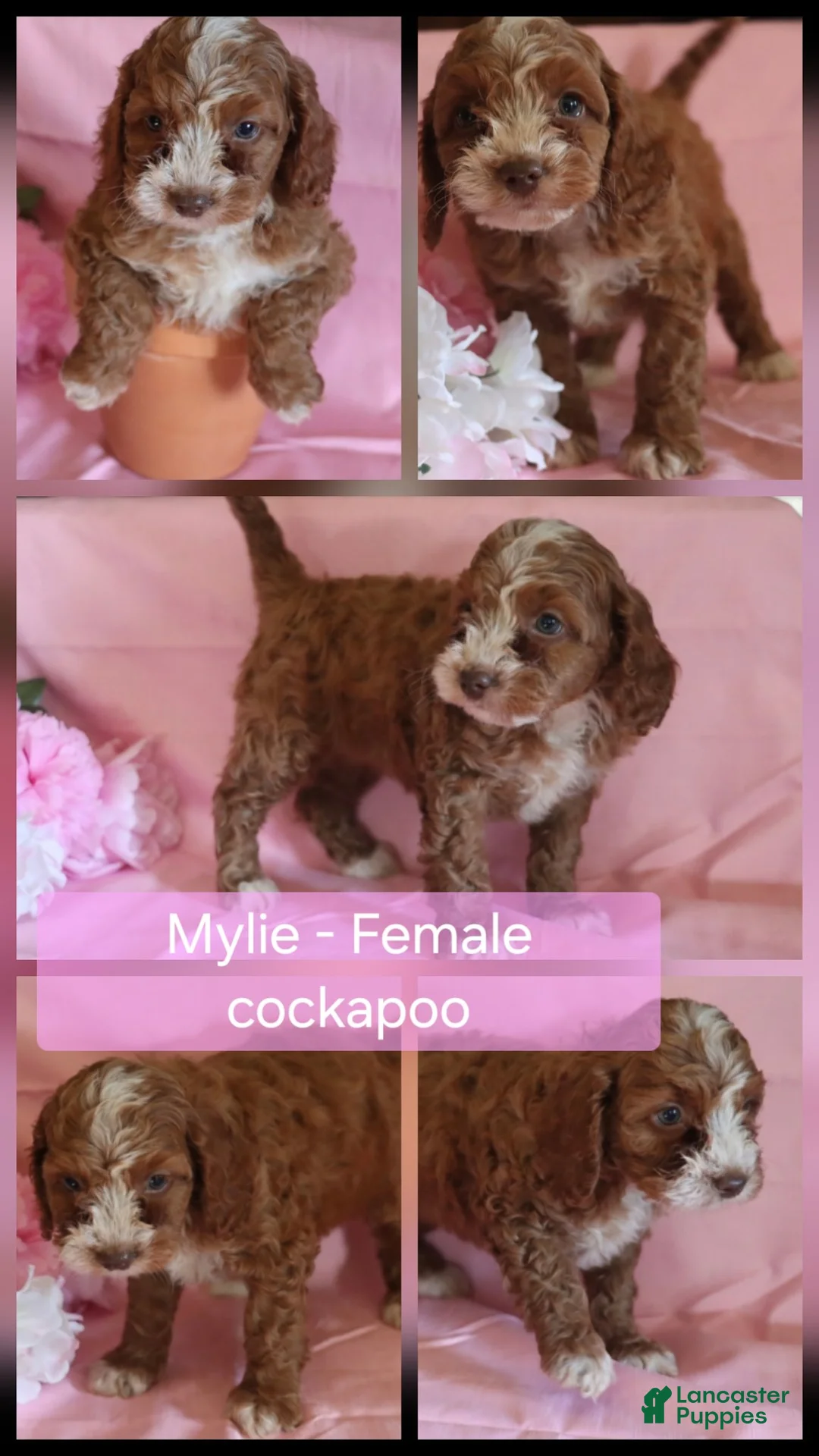 Cockapoo dogs for sale: Mylie - Ad 1