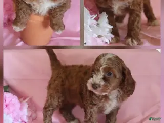 Cockapoo dogs Mylie - Ad 1