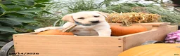 Labrador Retriever dogs for sale: Ginger - Ad 3