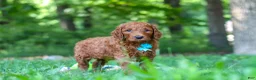 Goldendoodle dogs for sale: Duke - Ad 4