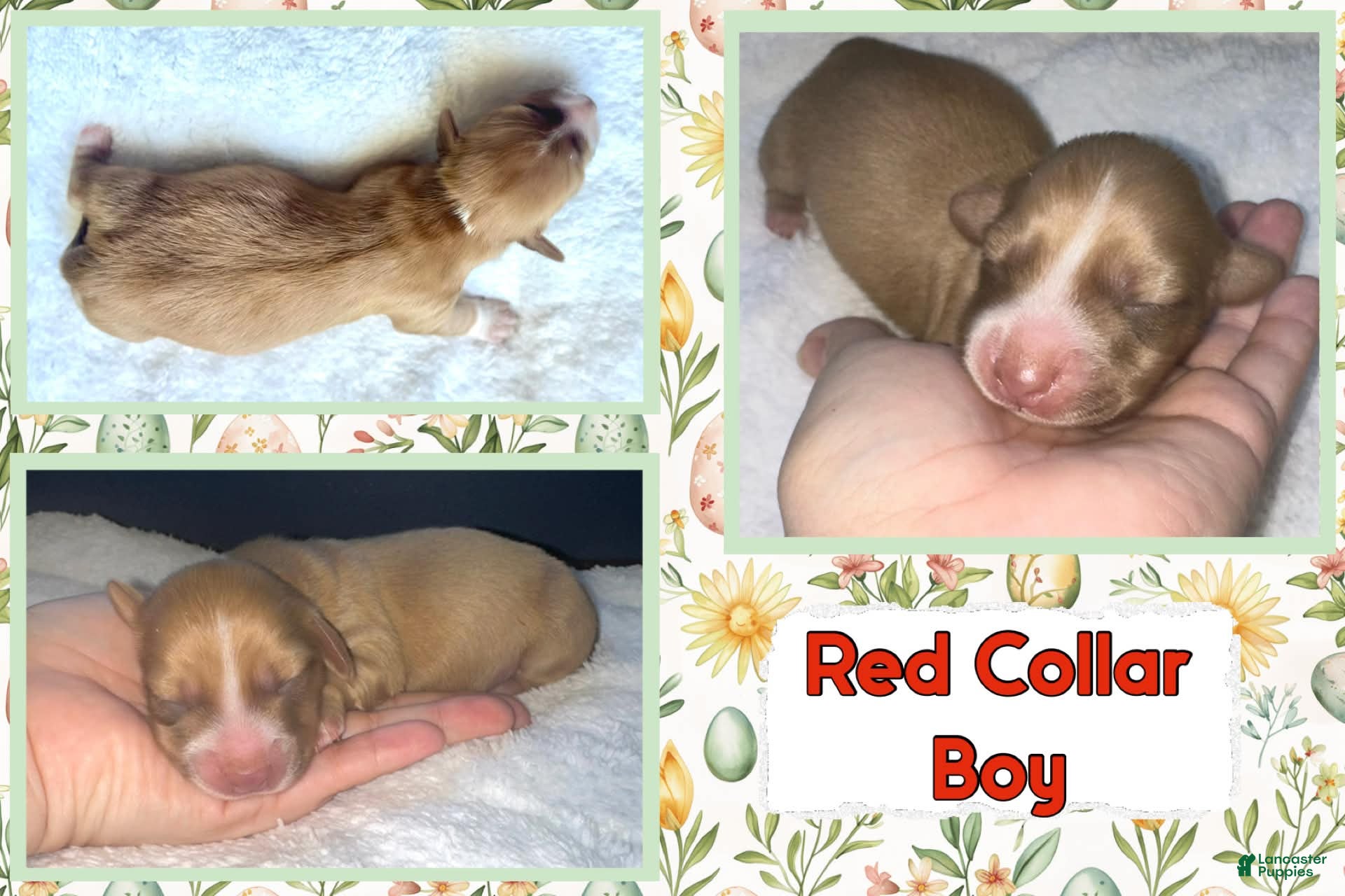 Miniature Dachshund dogs for sale: Miniature Dachshund Puppy 1 - Ad 3