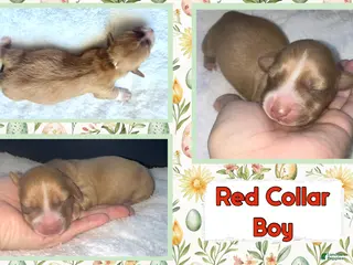 Miniature Dachshund dogs for sale: Miniature Dachshund Puppy 1 - Ad 3