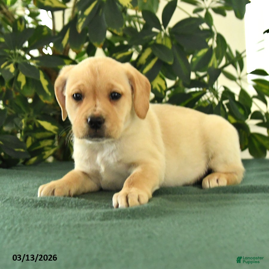 Mixed Breed dogs Mya - Ad 2