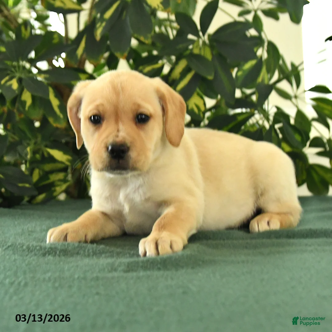 Mixed Breed dogs for sale: Mya - Ad 2