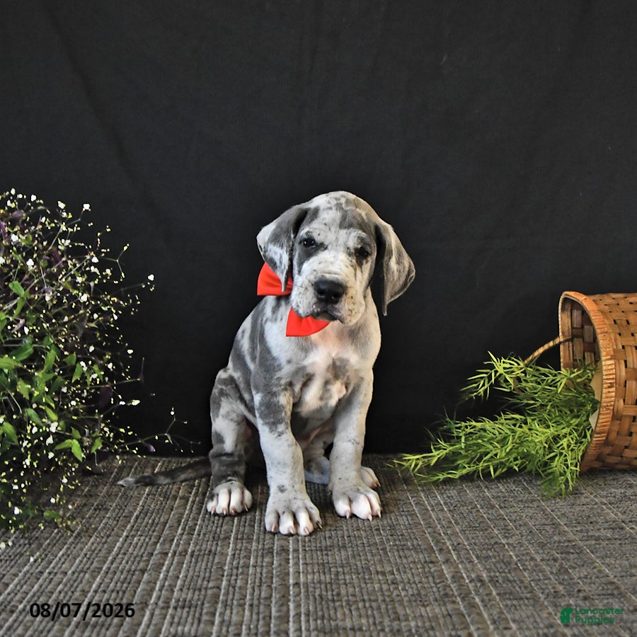 Great Dane dogs Bleu - Ad 2