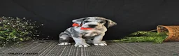 Great Dane dogs for sale: Bleu - Ad 2