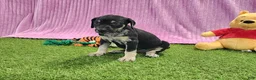 Catahoula Leopard Dog dogs for sale: Tess 2025 Female 4 - Ad 10