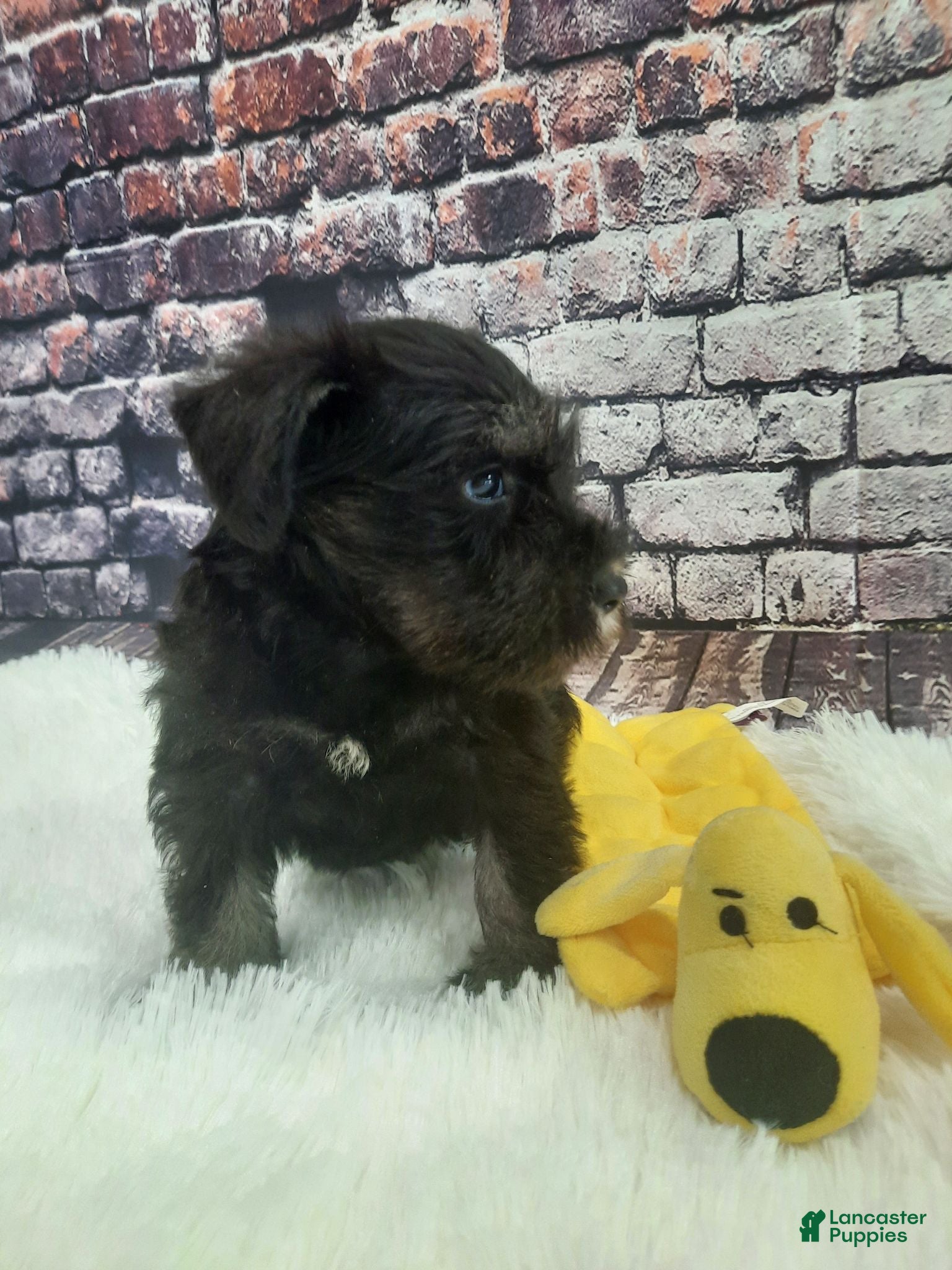 Miniature Schnauzer dogs AKC Sweet Pea - Ad 2