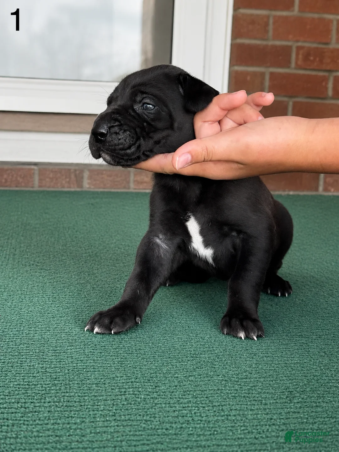 Great Dane dogs for sale: Male  - Ad 1