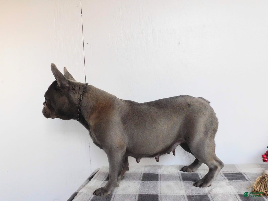 French Bulldog dogs for sale: Millie - Ad 7