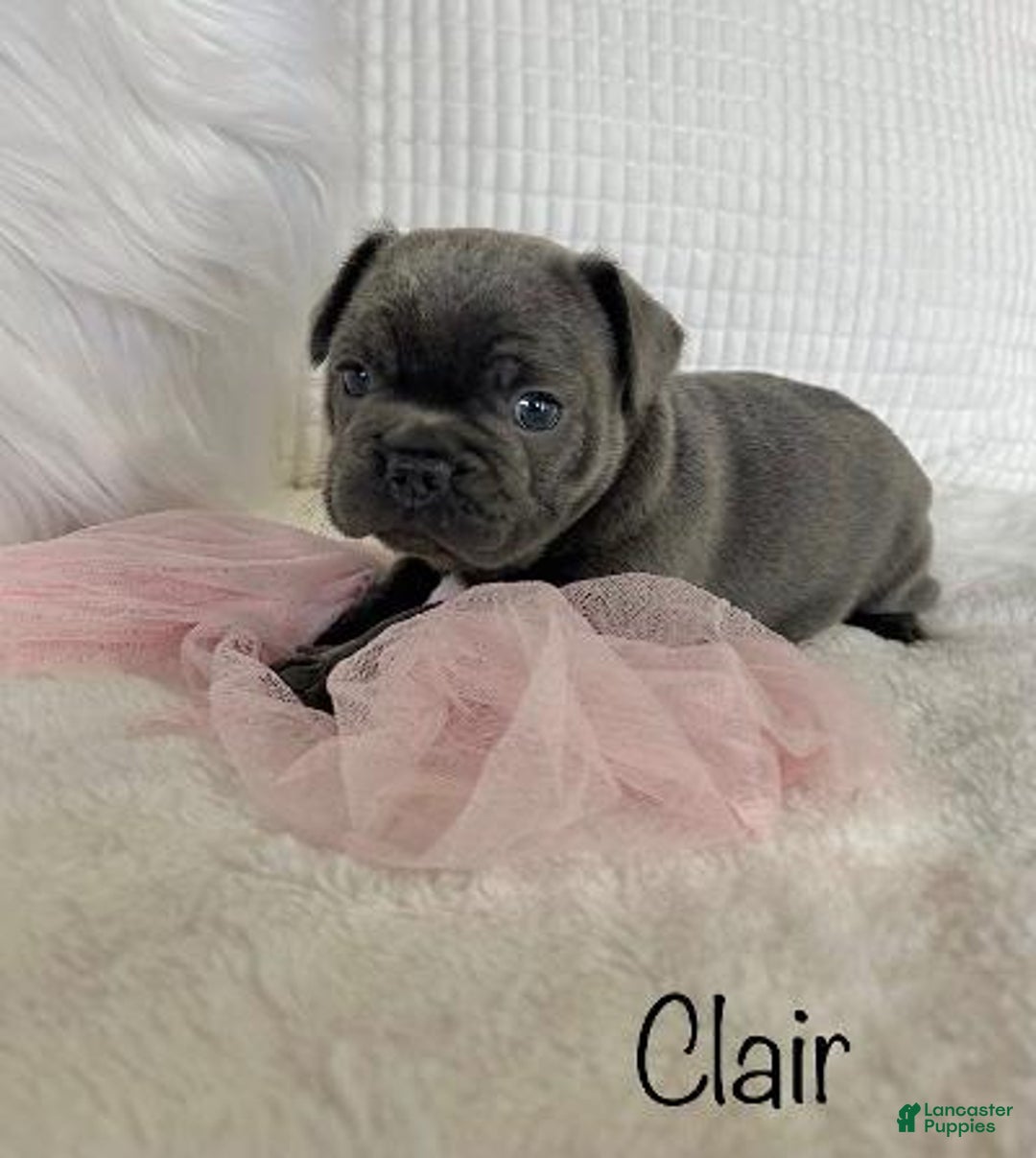 Mixed Breed dogs for sale: Clair - Ad 1