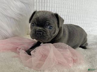 Mixed Breed dogs for sale: Clair - Ad 3