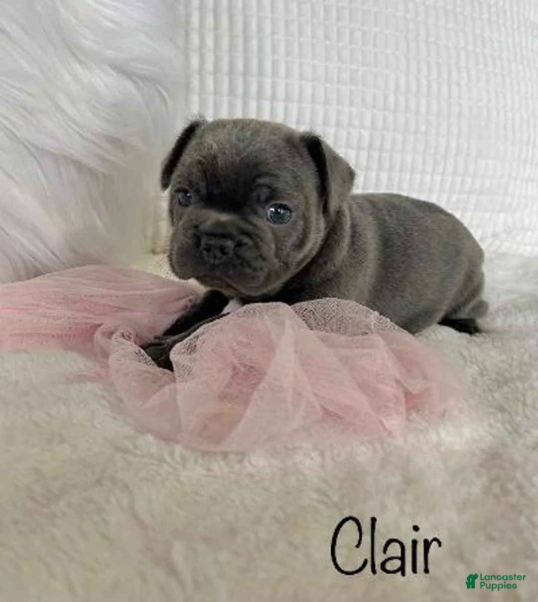 Mixed Breed dogs for sale: Clair - Ad 2