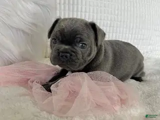 Mixed Breed dogs Clair - Ad 30