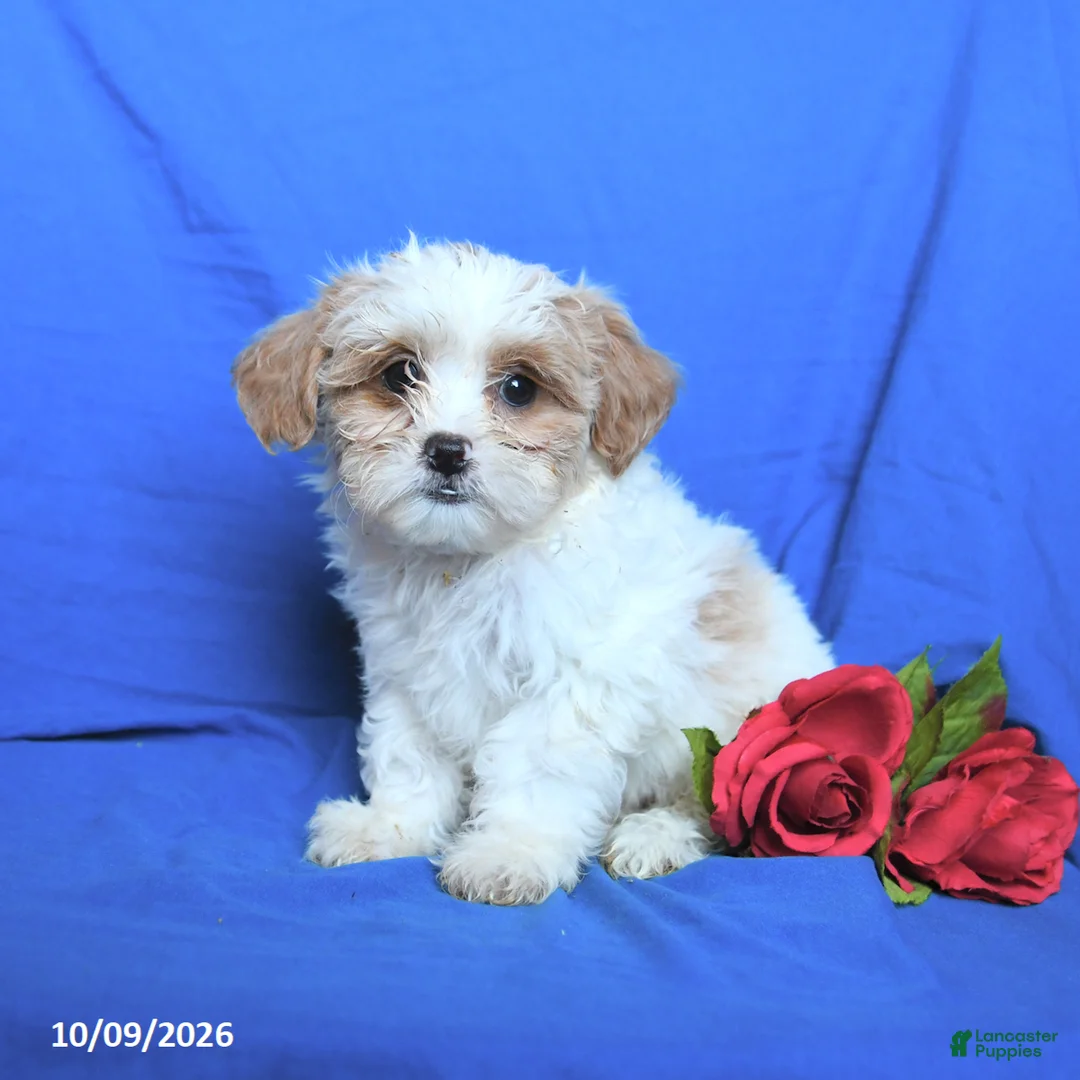 Shihpoo dogs for sale: Sugar - Ad 3