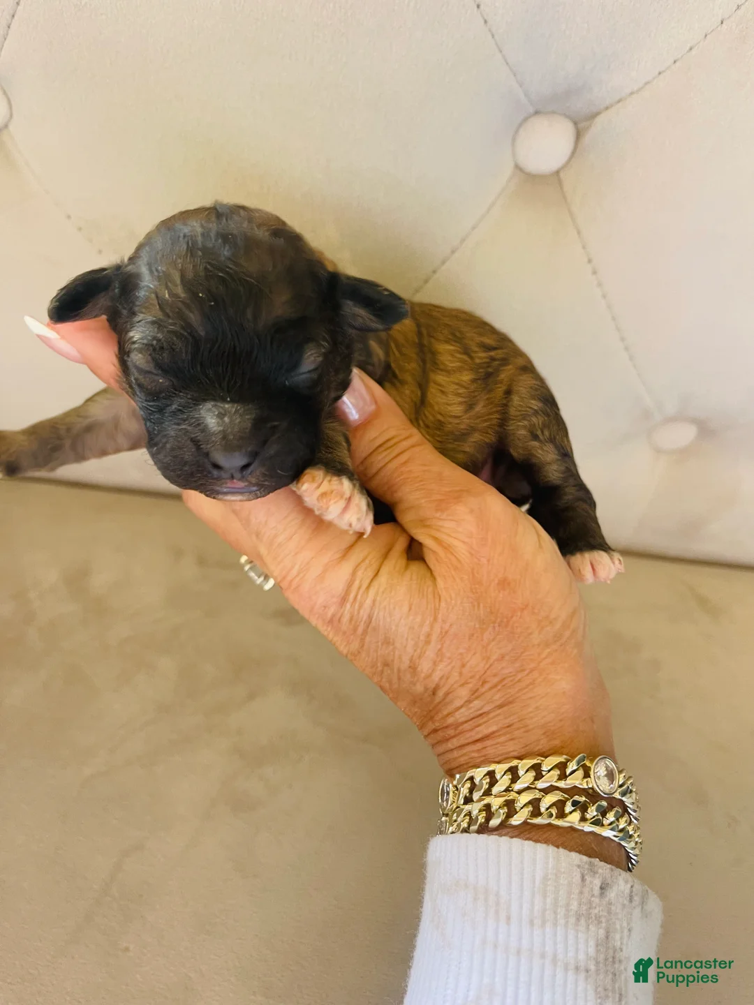 Bernedoodle dogs for sale: Calypso ❤️ micro mini Bernedoodle female  - Ad 1