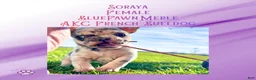French Bulldog dogs for sale: Soraya, Female - Ad 9