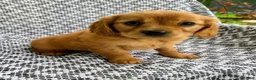 Miniature Golden Retriever dogs for sale: Maple - Ad 4
