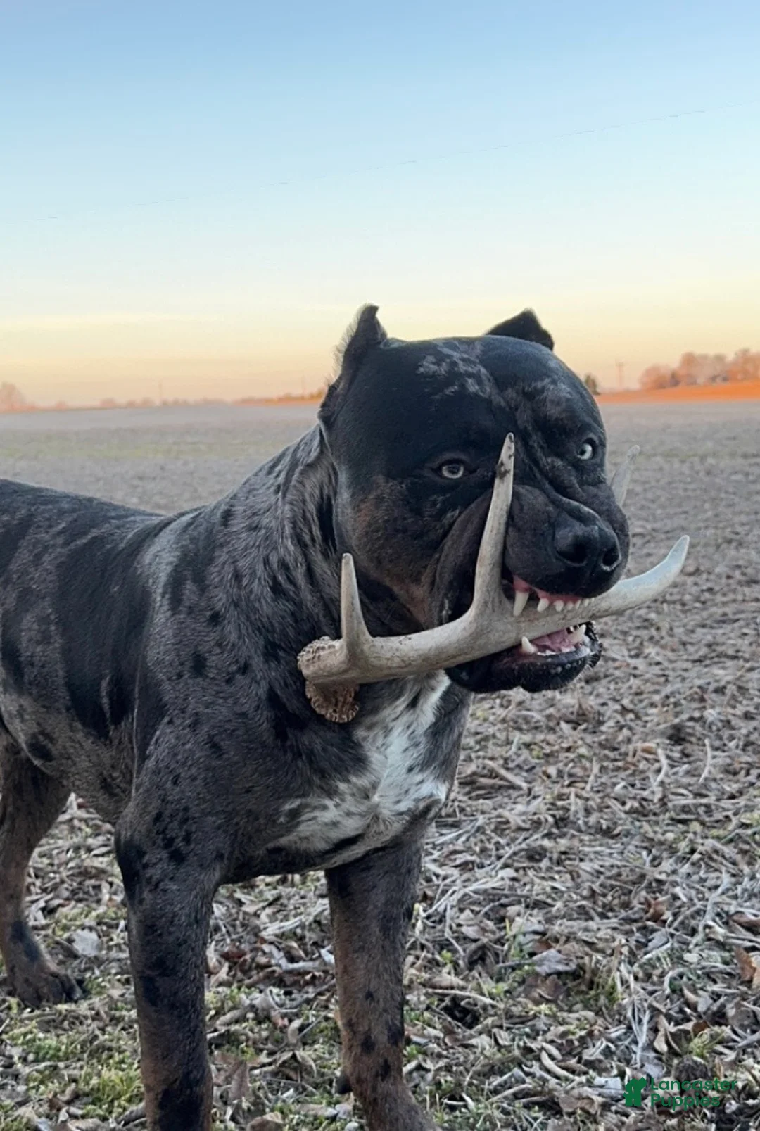 Gallery Image {{count}}