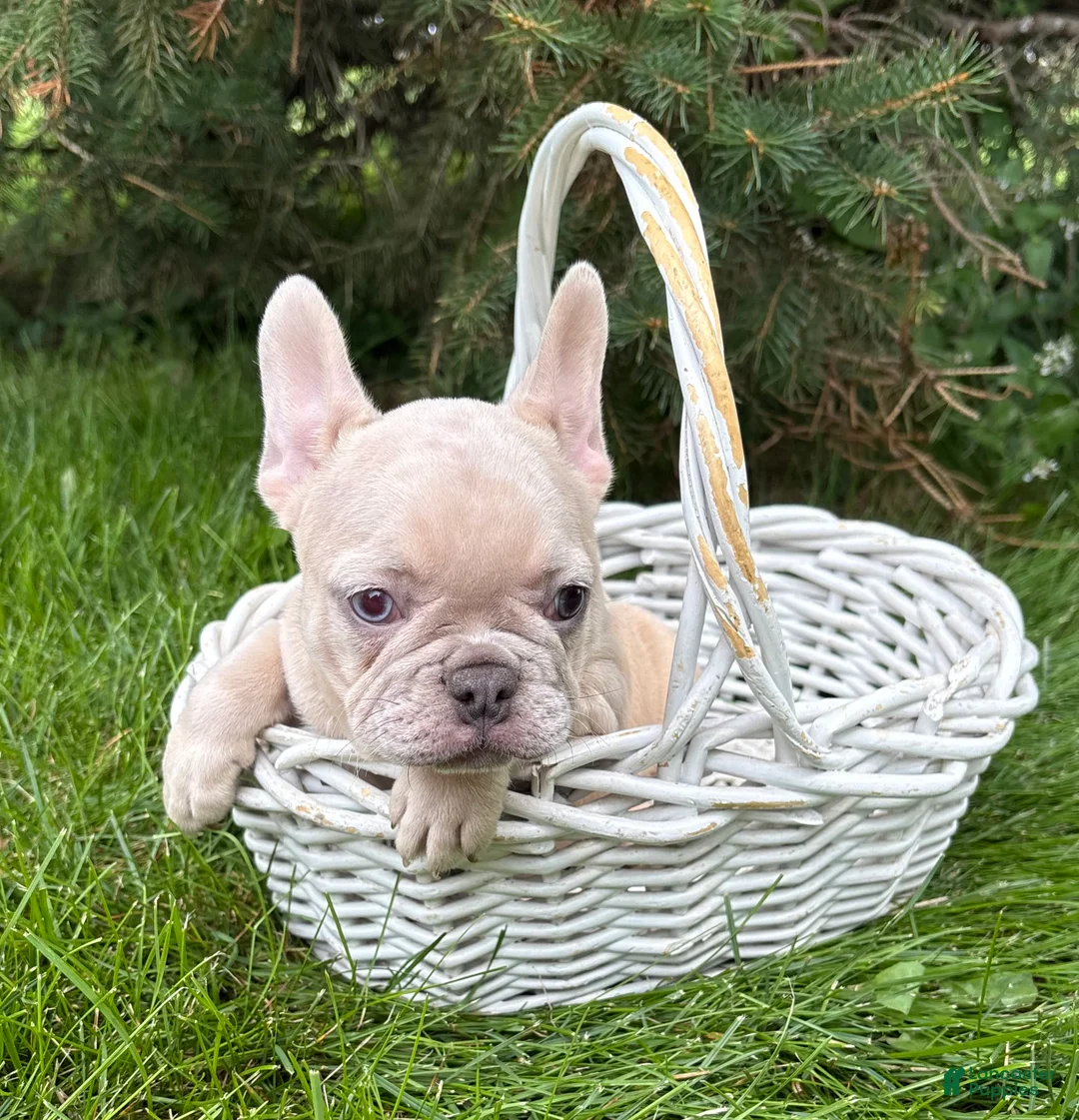 French Bulldog dogs for sale: Clementine - Ad 4