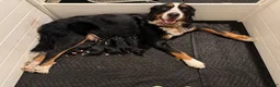 Bernese Mountain Dog dogs for sale: Red - Ad 4