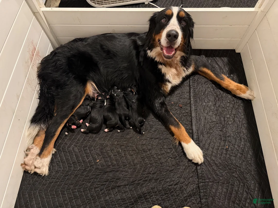 Bernese Mountain Dog dogs for sale: Red - Ad 4