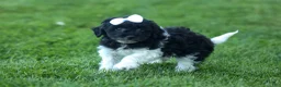 Havapoo dogs for sale: OWEN - Ad 5