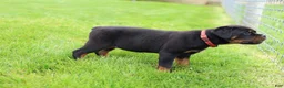 Rottweiler dogs for sale: Luna  - Ad 12
