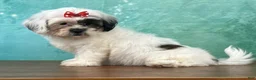 Mixed Breed dogs for sale: Misty - Ad 3